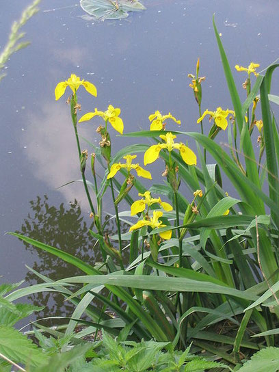 Le lys de France serait un iris des marais. (Source : Katrin WICKER, Licence GFDL)